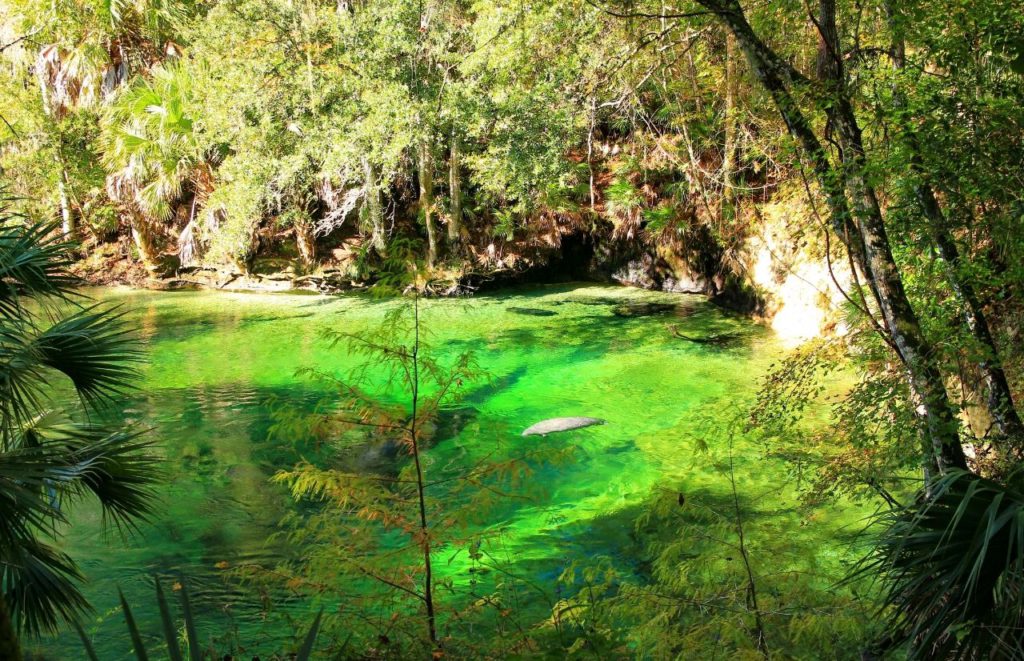 Manatees float in the water at Blue Spring State Park in Orange City, Florida. Keep reading for more places to take a perfect day trip from Orlando, Florida. 