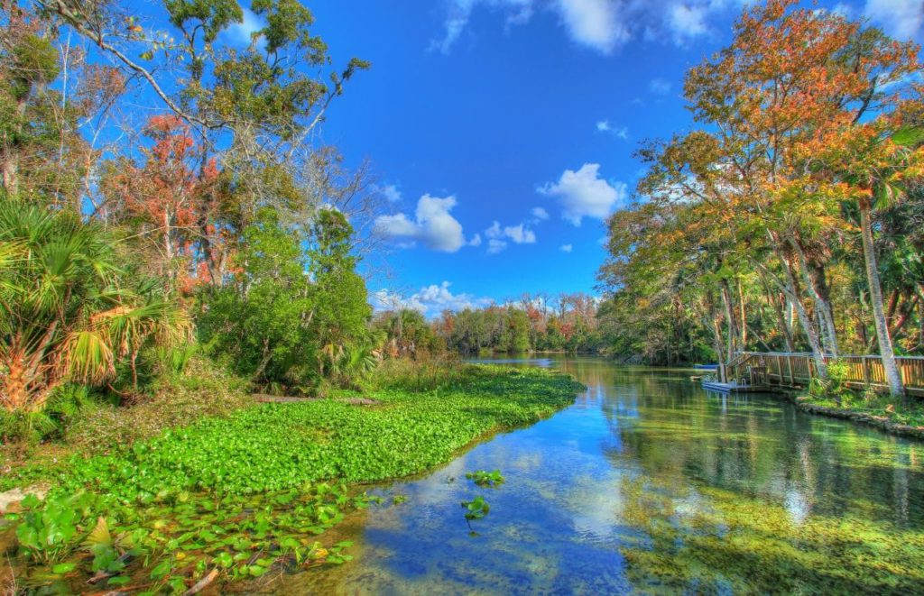 The water at Blue Spring State Park in Orange City, Florida. Keep reading for more places to take a perfect day trip from Orlando, Florida. 