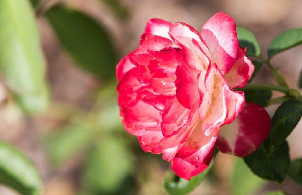 Central Park Rose Garden Winter Park Florida. Keep reading to discover more about gardens in Orlando. 