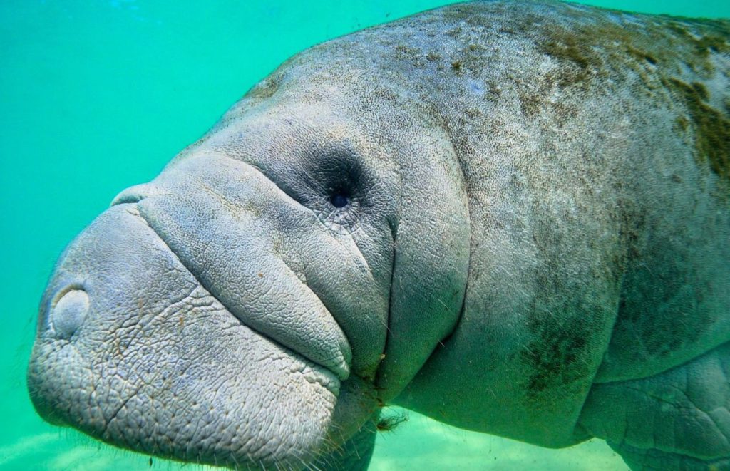 A manatee underwater at Crystal River, Florida. Keep reading for more places to take a perfect day trip from Orlando, Florida. 