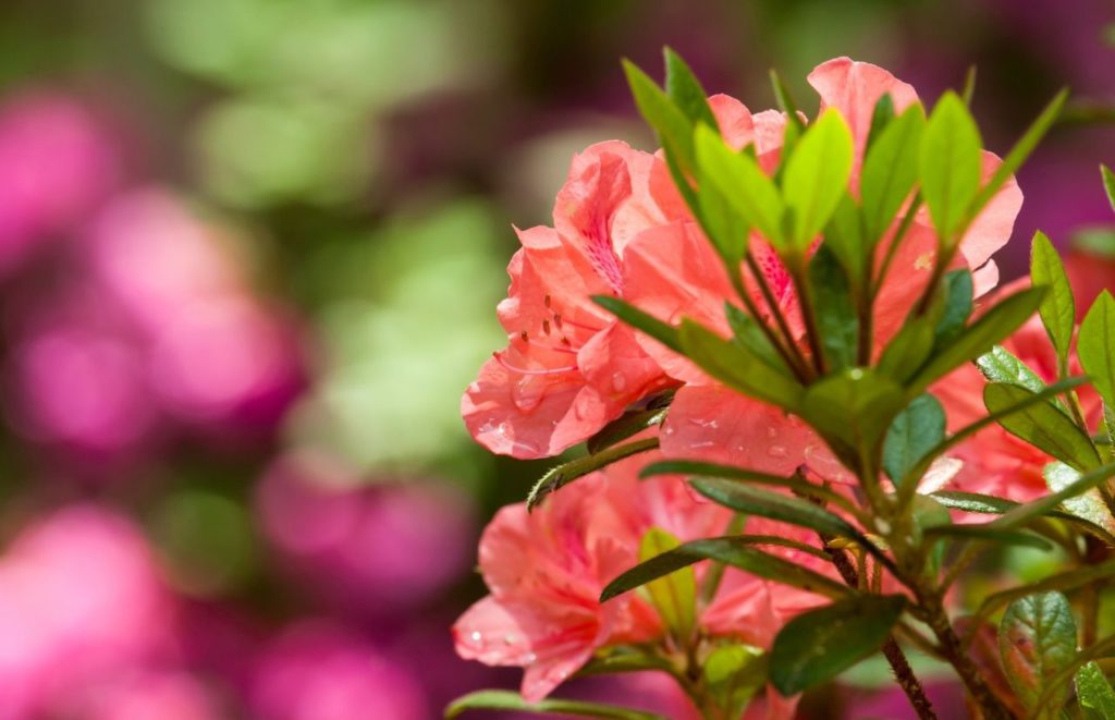 Dickson Azalea Park Orlando, Florida Flower. Keep reading to get the best 1 day Orlando itinerary and the best things to do in Orlando besides theme parks.