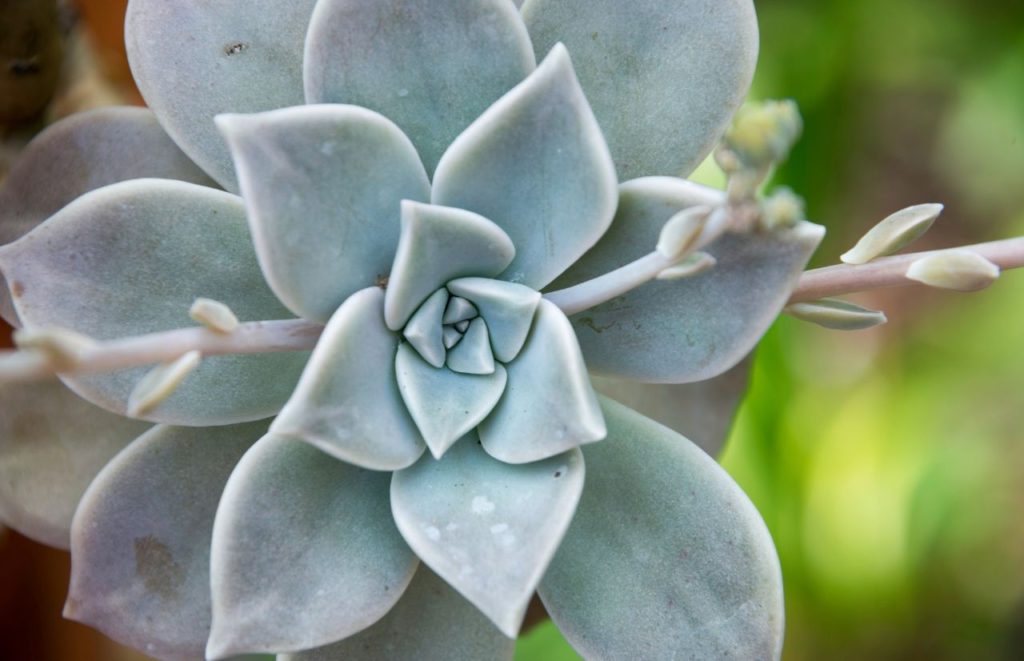 Harry P Leu Gardens Cactus