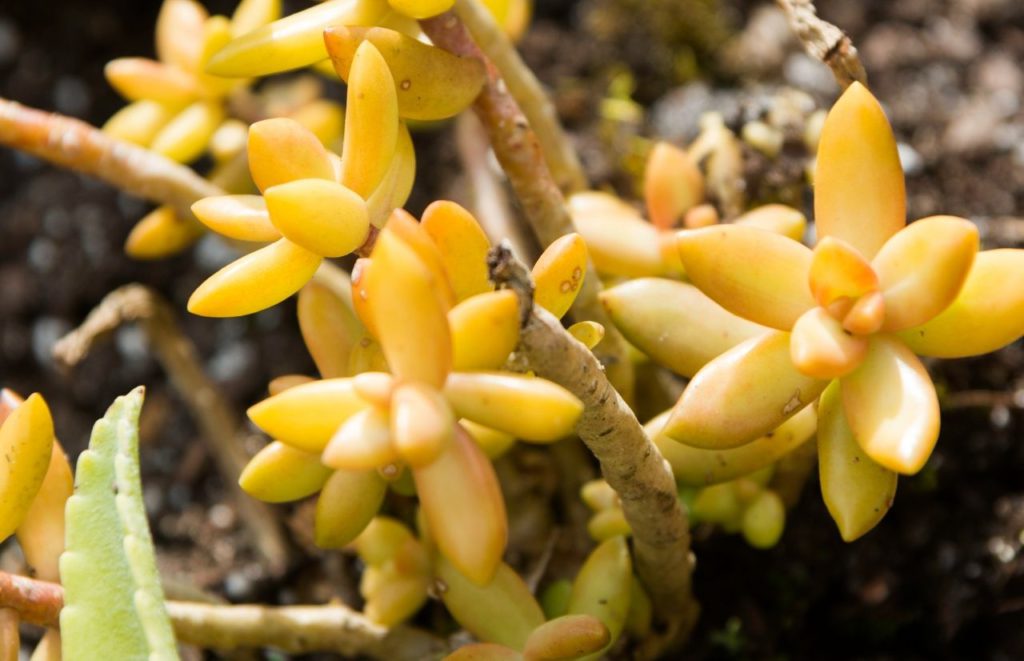  Yellow Cactus. Keep reading to find out all you need to know about the best Orlando gardens.  