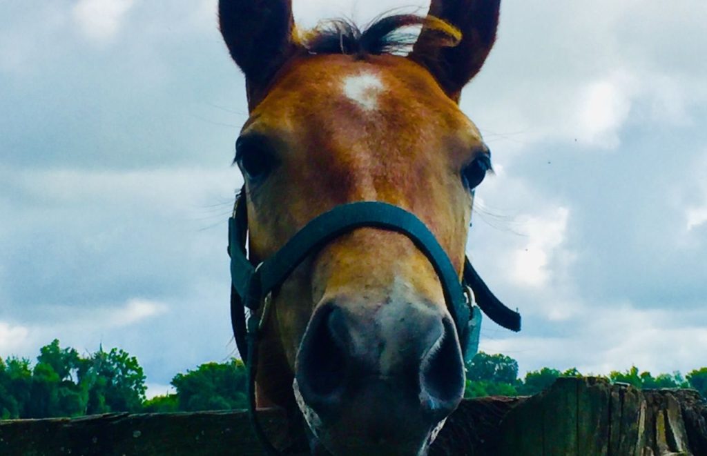 Brown beautiful horse in Ocala Florida.Keep reading to learn more Gainesville daytrips.