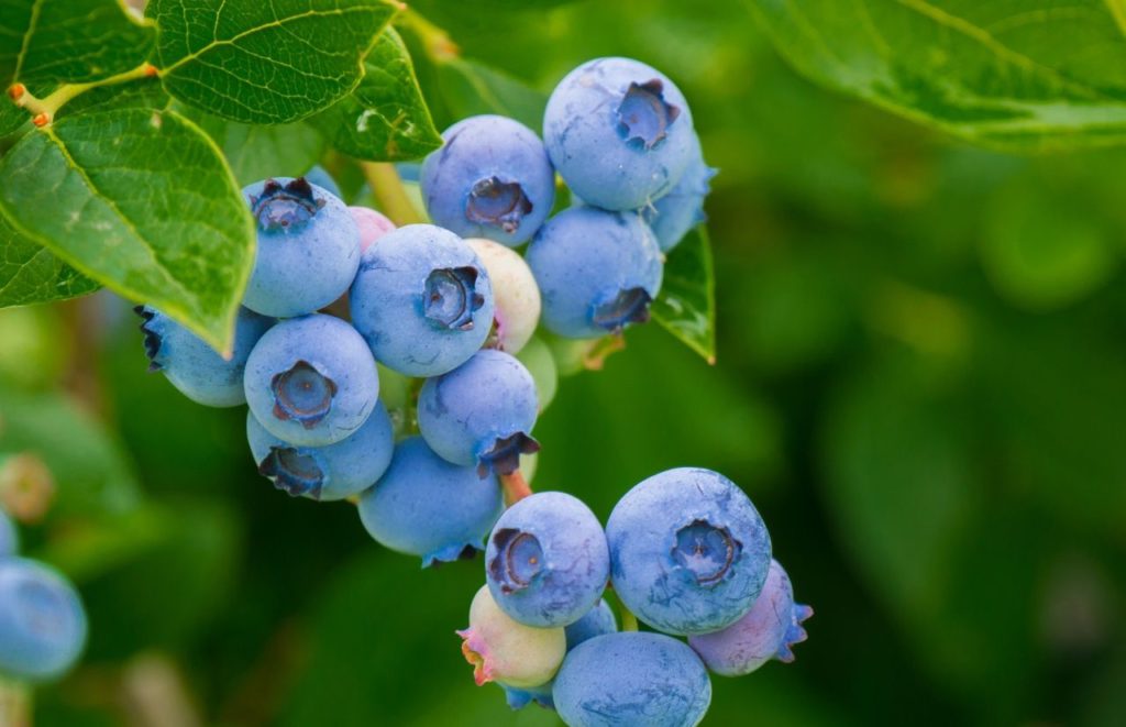 Blueberries grow at Keel and Curley Winery in Plant City, Florida. Keel and Curley is also known as the The Blueberry Winery. Keep reading for more places to take a perfect day trip from Orlando, Florida. 