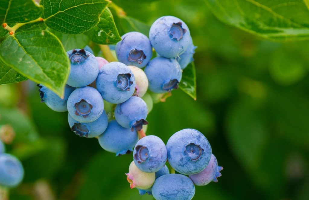 Keel and Curley Winery The Blueberry Winery in Plant City. Keep reading to discover more ideas for your next day trip from Gainesville.