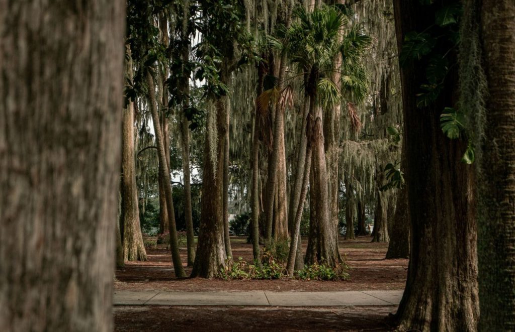 Kraft Azalea Park Lush Trees. Keep reading to find out more about gardens in Orlando. 