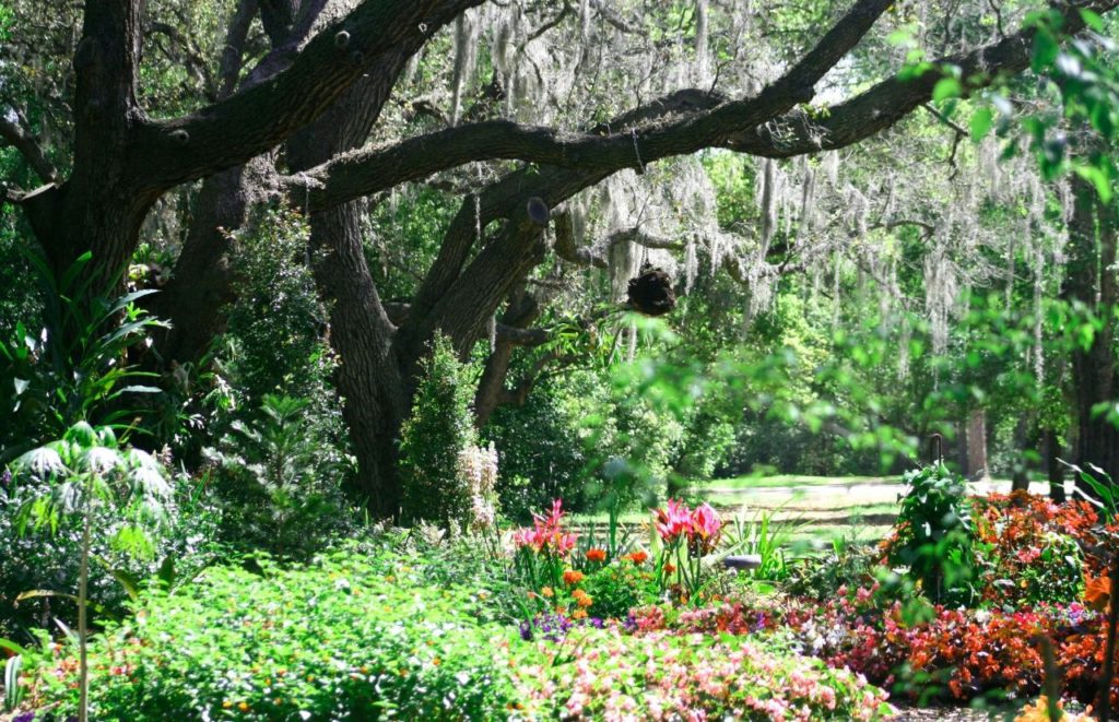 A mossy tree and flowers in the Mead Botanical Garden in Winter Park, Florida. Keep reading for more places to take a perfect day trip from Orlando, Florida. 