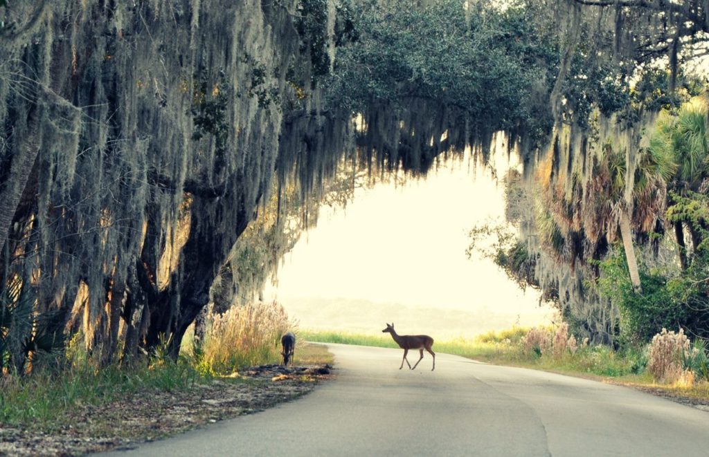 Myakka River State Park with Deer Crossing Road near Sarasota Florida. Keep reading to discover more ideas for your next day trip from Gainesville.