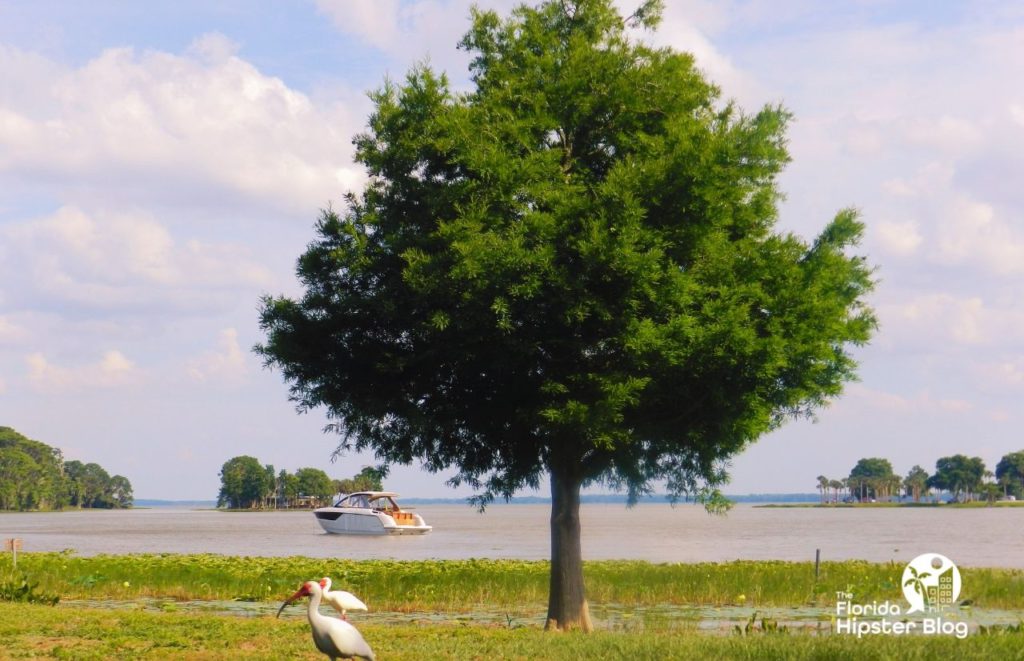 Venetian Gardens in Leesburg, Florida Lake Harris with Boat and Tree. Keep reading to discover more ideas for your next day trip from Gainesville.