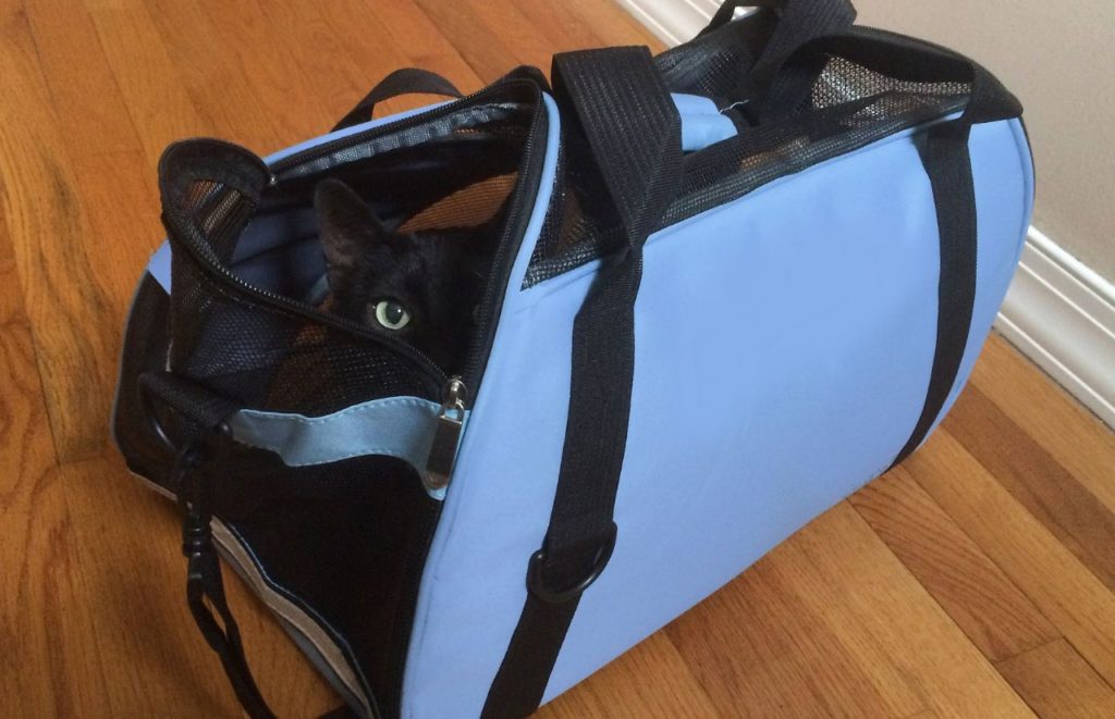 Best cat carrier for long distance car travel black cat in blue bag