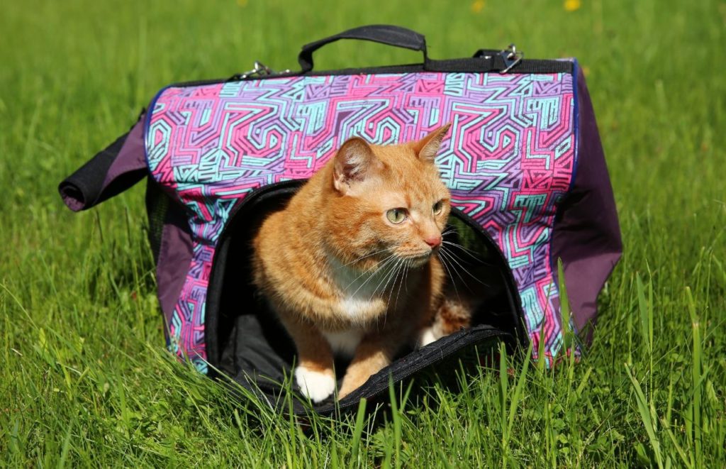 Best cat carrier for long distance car travel brown cat in purple bag