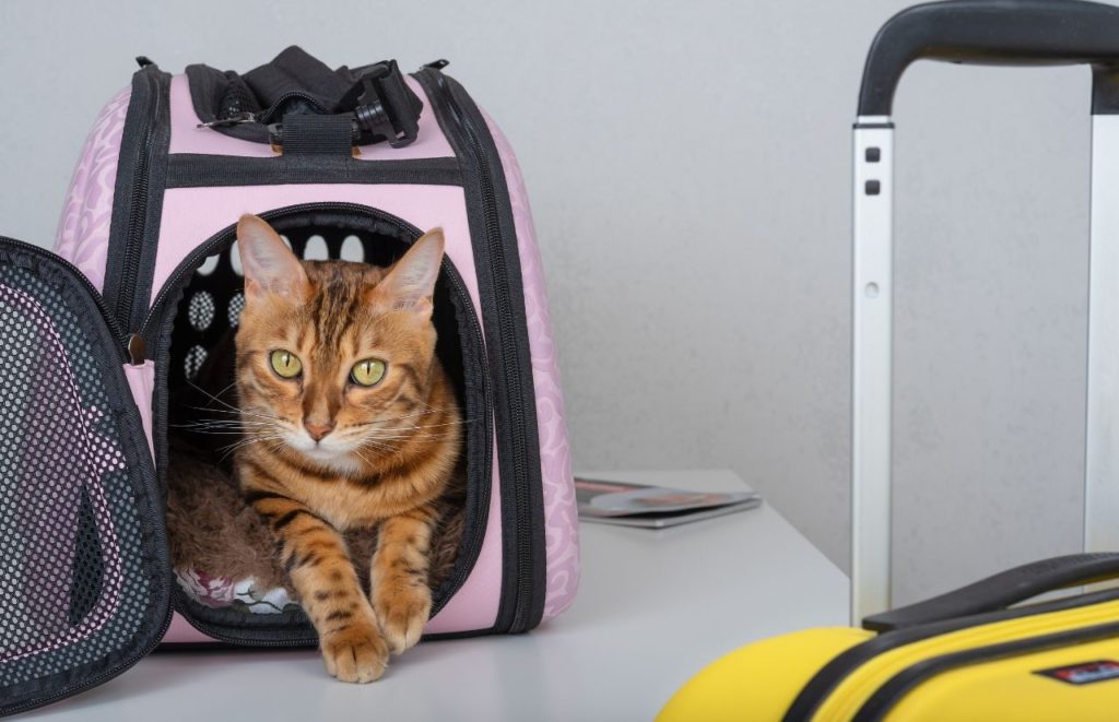 Best cat carrier for long distance car travel brown cat in purple bag next to yellow suitcase