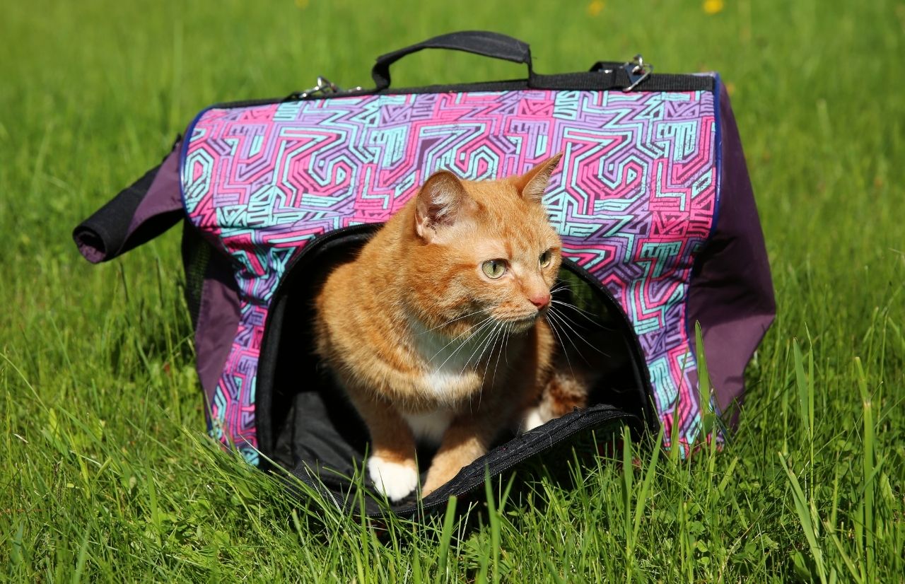 What’s the BEST Cat Carrier for Long Distance Car Travel? These 7 Will