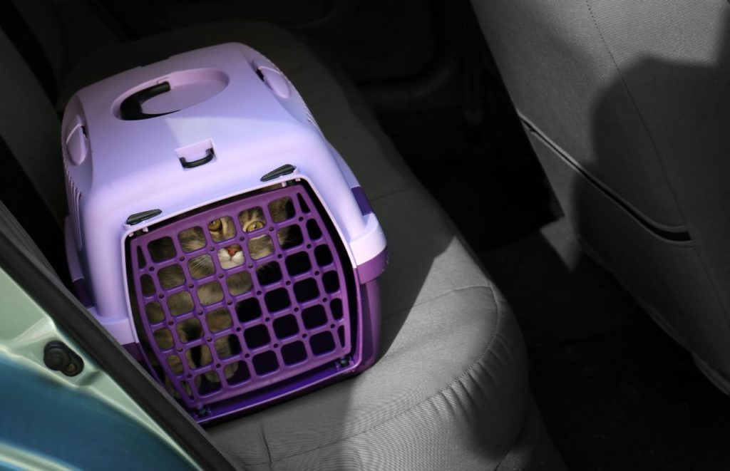 Best cat carrier for long distance car travel in purple hard carrier