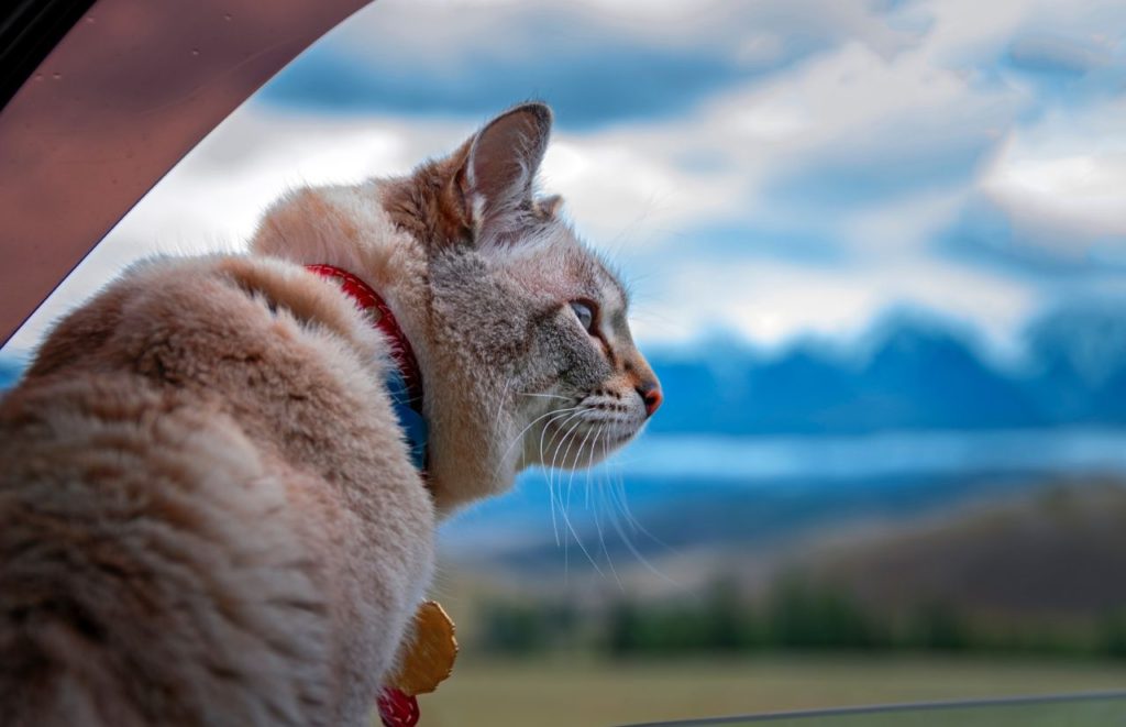 Cat looking out the car window