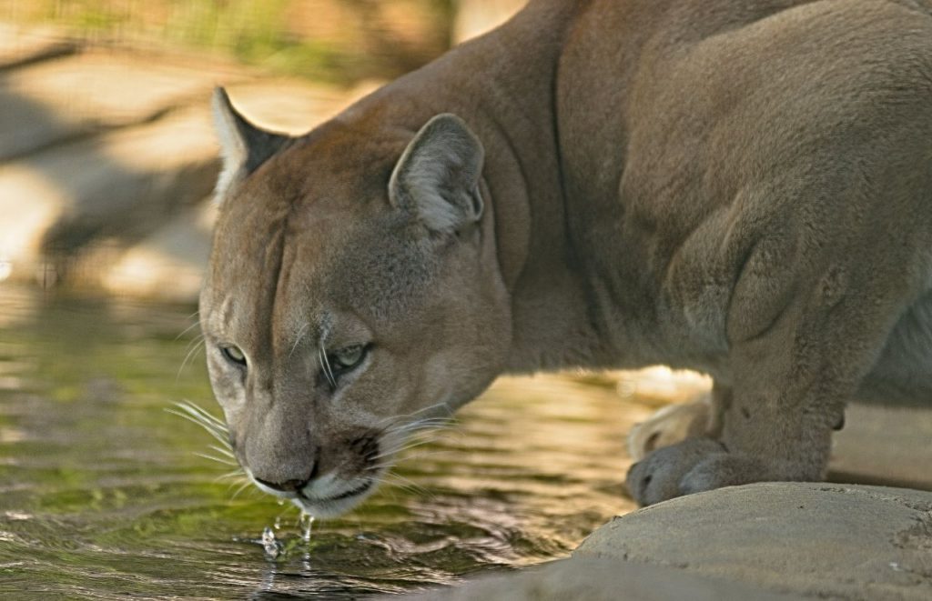 Cougar at Central Florida Zoo. Keep reading to discover what to do in Orlando with toddlers. 