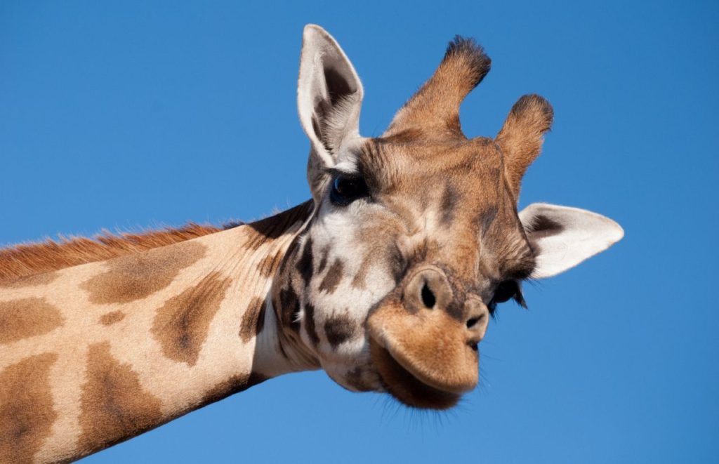 Giraffe at Central Florida Zoo. Keep reading to discover what to do in Orlando with toddlers. 