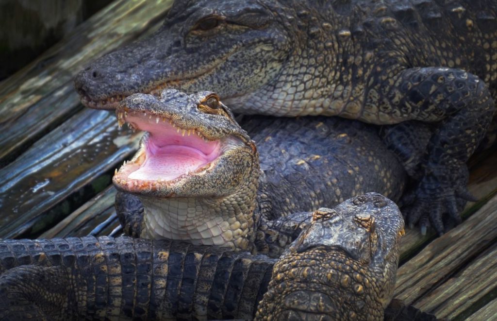 Gatorland Alligators. Keep reading to find out more of the best things to do in Orlando for teenagers. 