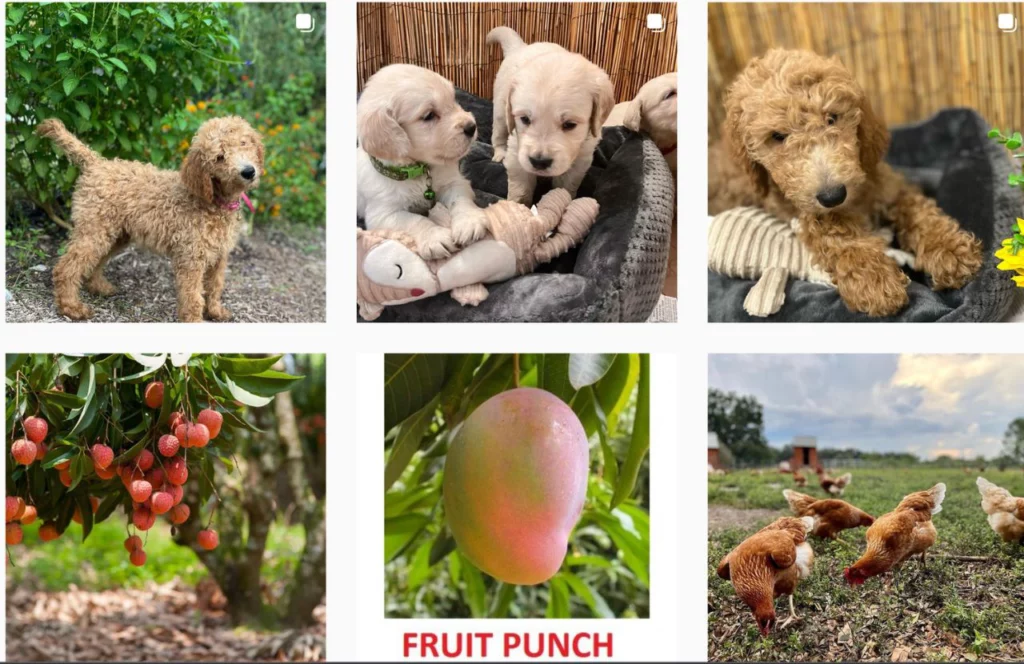 A Land of Delight Natural Farms in Florida Instagram Page