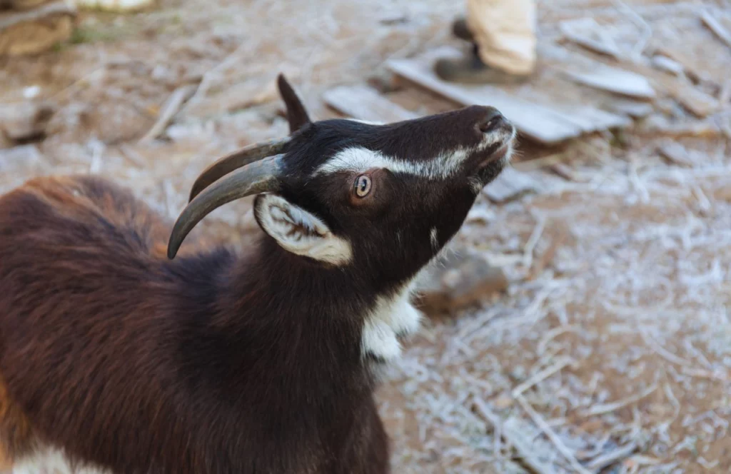 Black Goat at Petting Zoo DK Farms in Florida. Keep reading to learn about the best farms in Tampa, Florida.