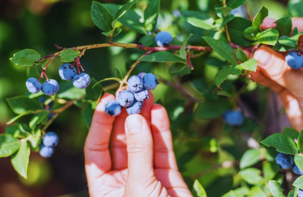 Bob's Berries in Florida picking blueberries from the tree. Keep reading to learn about the best farms in Tampa, Florida.