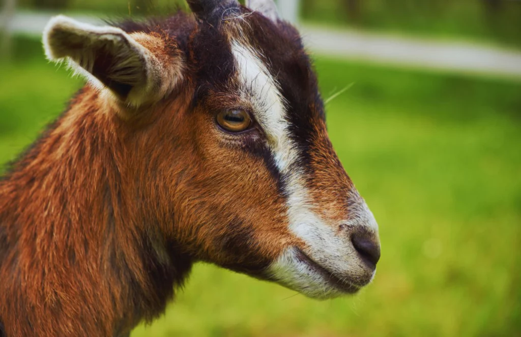 Brown Goat at The Dancing Goat Farm. Keep reading to learn about the best farms in Tampa, Florida.