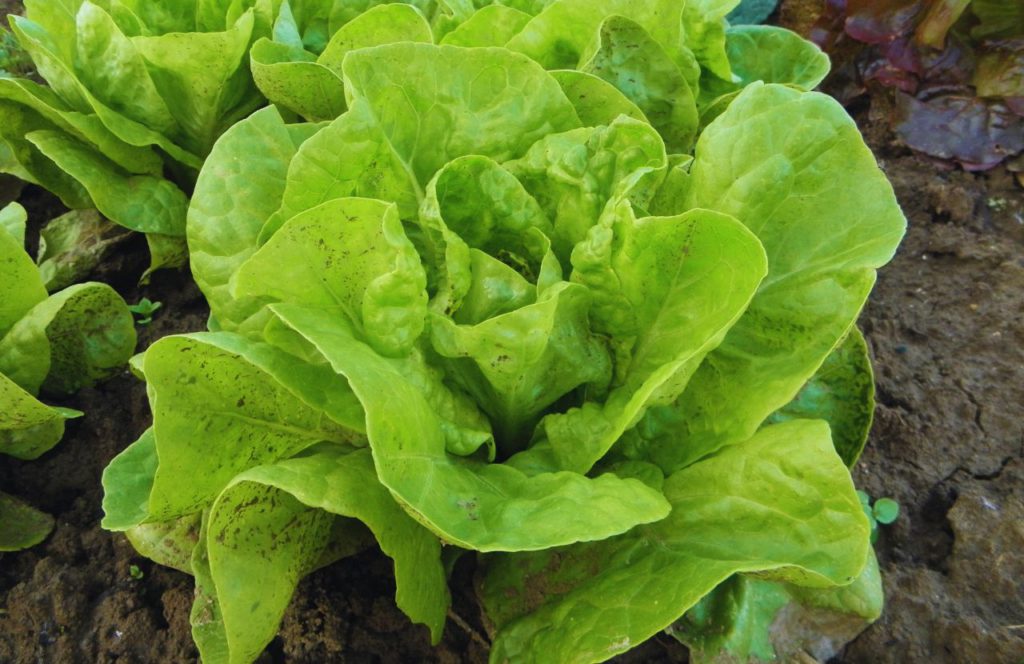 Fat Beet Farm Lettuce planted in the ground