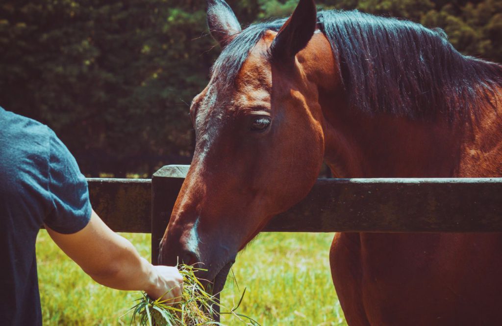 Feeding a horse hay in Ocala. Keep reading to discover more day trip from Orlando ideas.  
