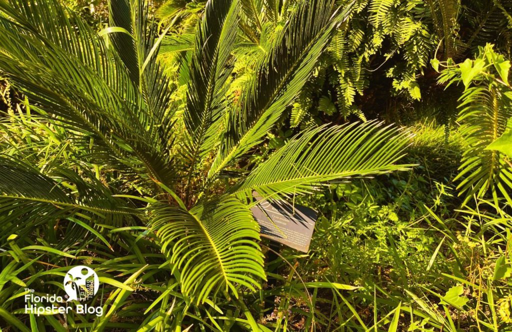 Harry P Leu Gardens in Orlando, Florida.  of plant foliage outdoors with labelled sign. Keep reading to find out more about Orlando gardens. 