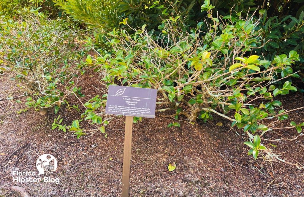 Harry P Leu Gardens in Orlando, Florida outdoor foliage with signage to indicate the name. Keep reading to discover the best gardens in Orlando. 