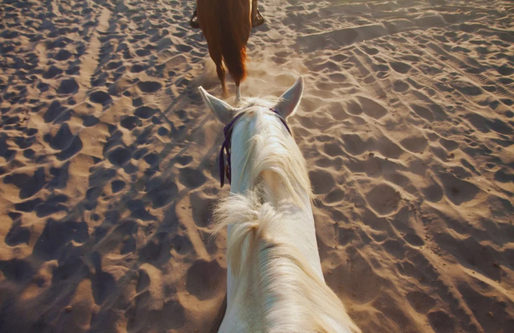 Horseback riding on the beach in Cape San Blas, Florida. Keep reading to learn about the best things to do in the Florida Panhandle.