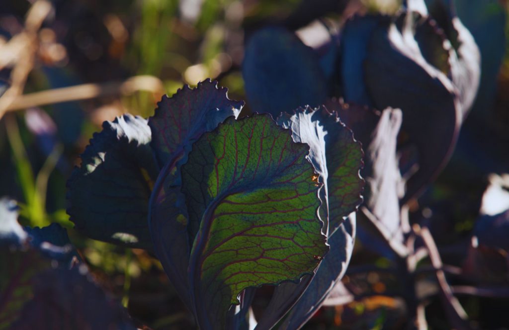 Kale Sweetwater Community Farm. Keep reading to learn about the best farms in Tampa, Florida.