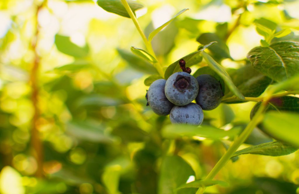 Keel Blueberry Farm with Winery. Keep reading to learn about the best farms in Tampa, Florida.