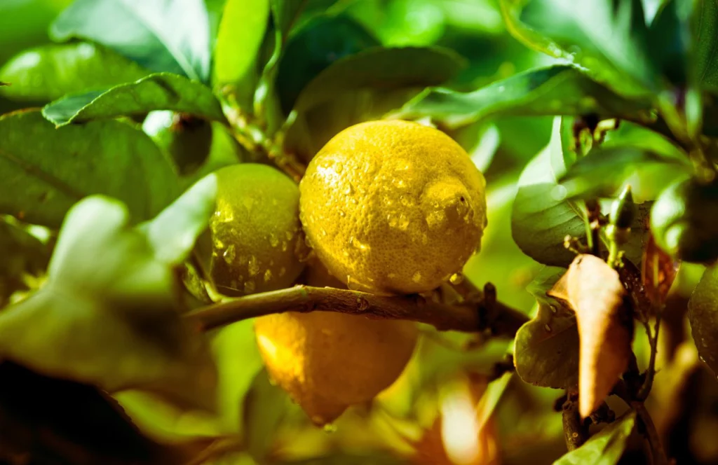 Lemon Tree in Florida. Keep reading to learn about the best farms in Tampa, Florida.