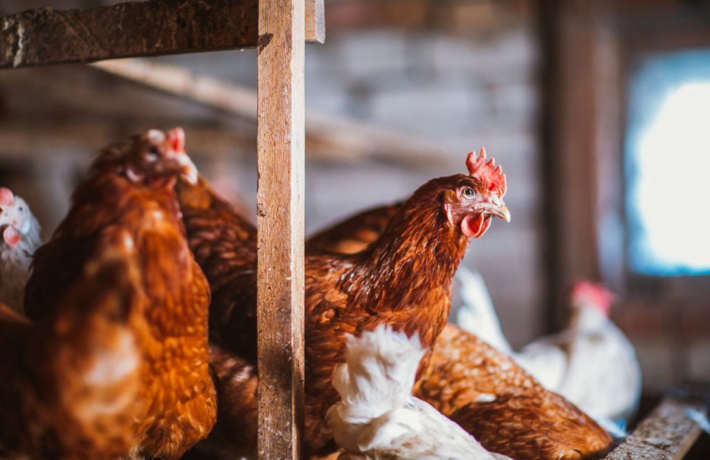 Chicken coop on the farm. Keep reading to find out more about the best family farms in Orlando.