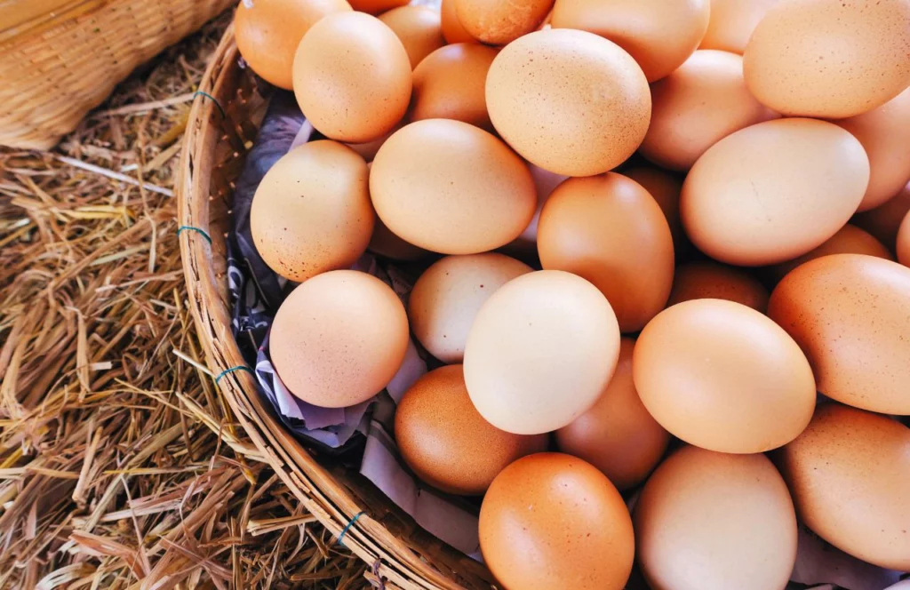 Organic Eggs at A Land of Delight Natural Farms. Keep reading to learn about the best farms in Tampa, Florida.