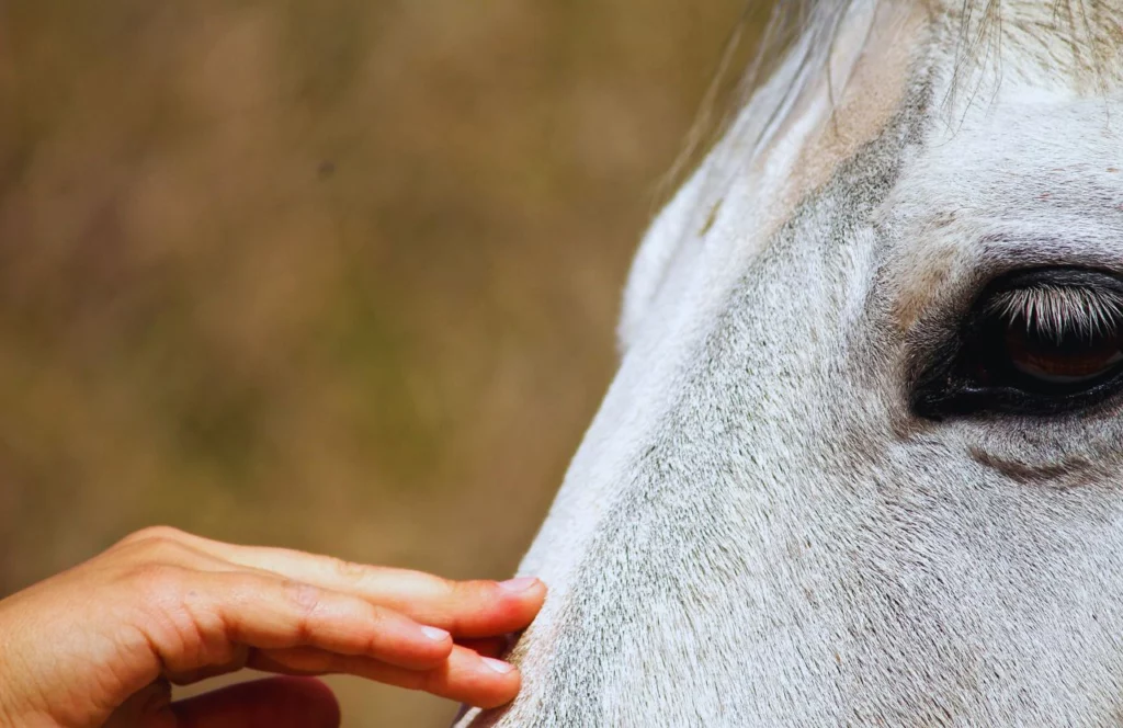 Petting a White Horse at the farm.  Keep reading to uncover the best things to do in Gainesville Florida.