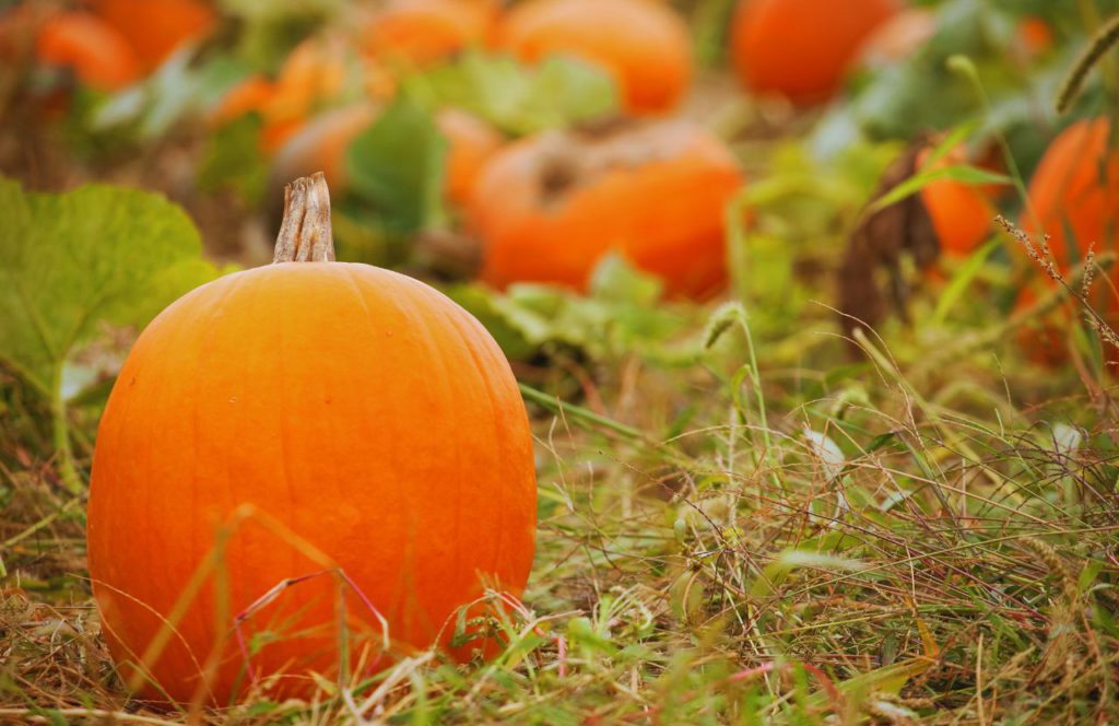 Pumpkin Patch in Florida at DK Farms. Keep reading to find out the best family friendly farms in Tampa. 