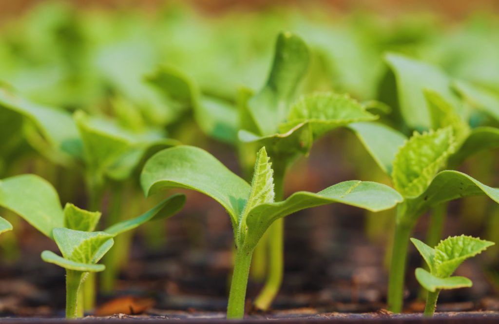 Seedlings Sweetwater Community Farm. Keep reading to learn about the best farms in Tampa, Florida.