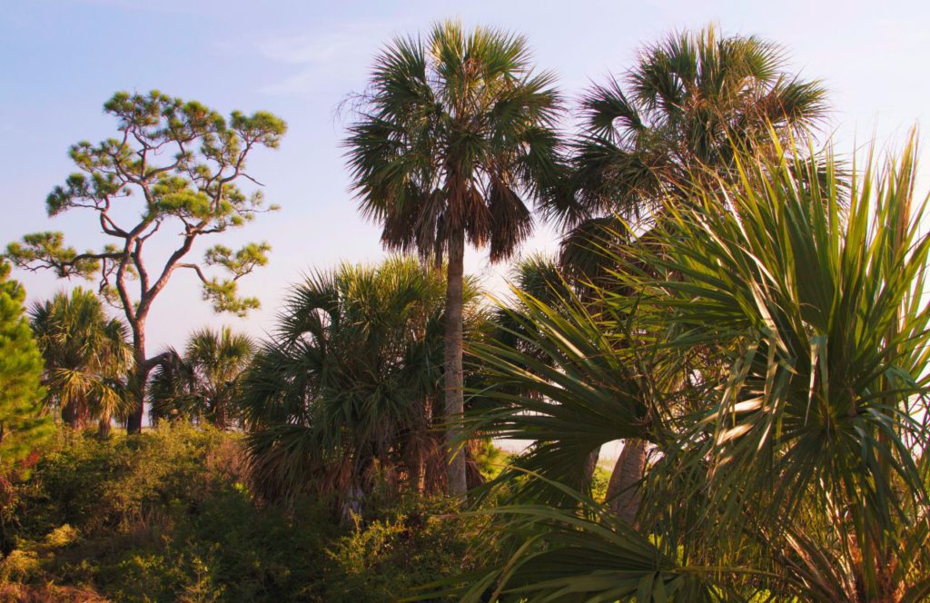 St. Joseph Bay State Buffer Preserve full of trees. Keep reading to find out more of the best things to do in Cape San Blas, Florida. 