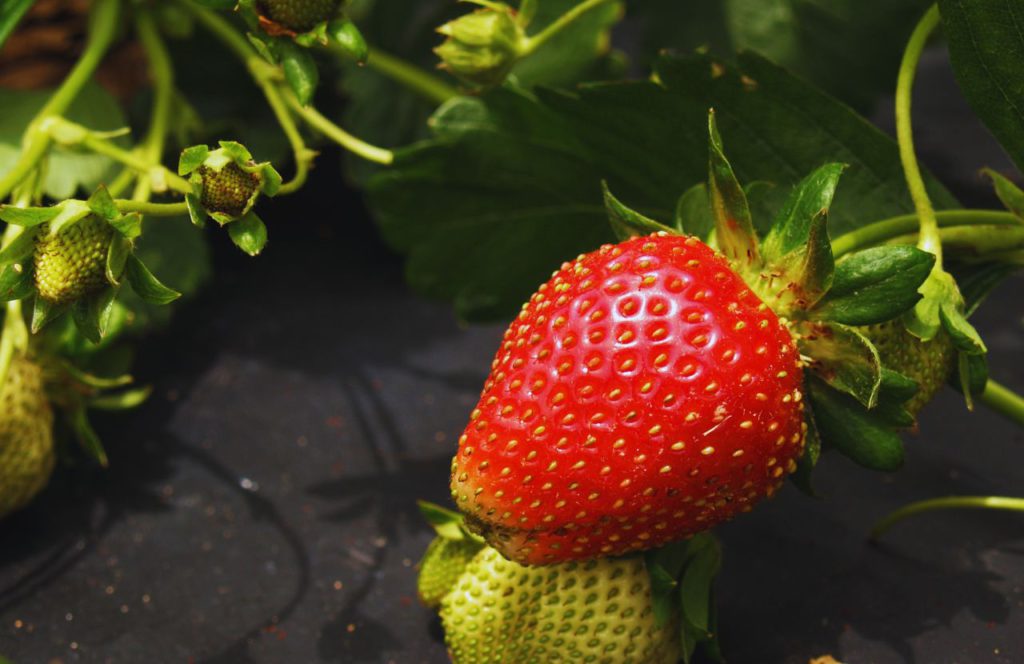 Strawberry Picking at Strawberry Passion Farm in Florida. Keep reading to learn about the best farms in Tampa, Florida.