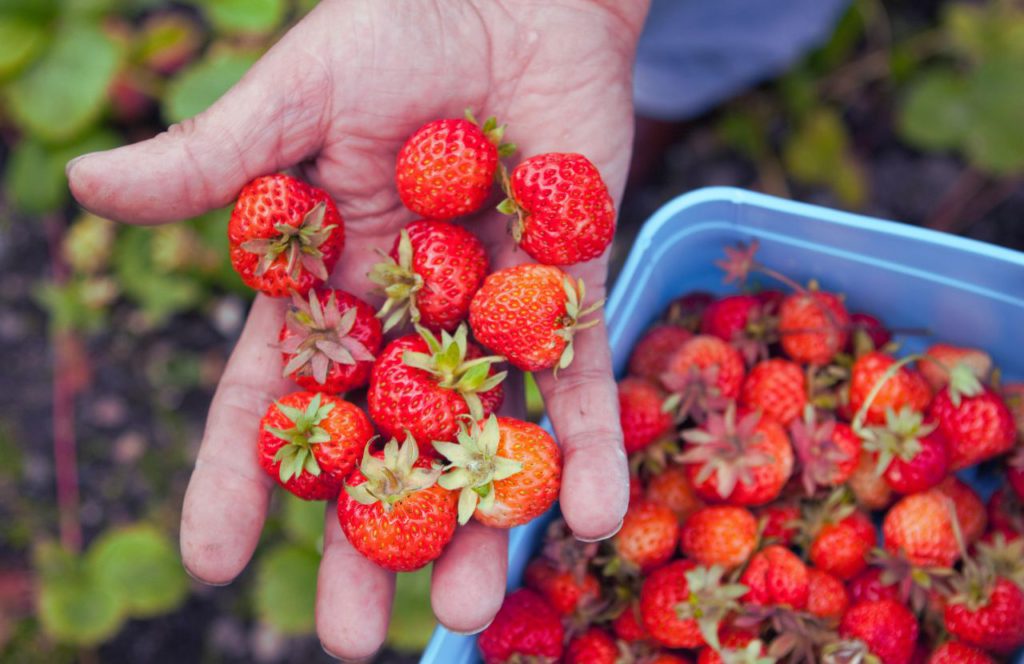 Strawberry Picking in Florida at one of the best farms in Tampa. Keep reading to discover the best free things to do in Tampa. 