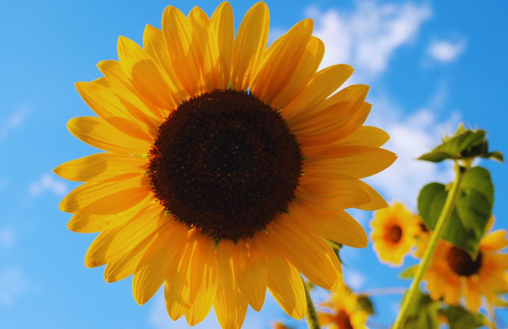 Sun flower garden at Strawberry Passion Farm in Florida. Keep reading to discover the best family friendly farms in Tampa.  