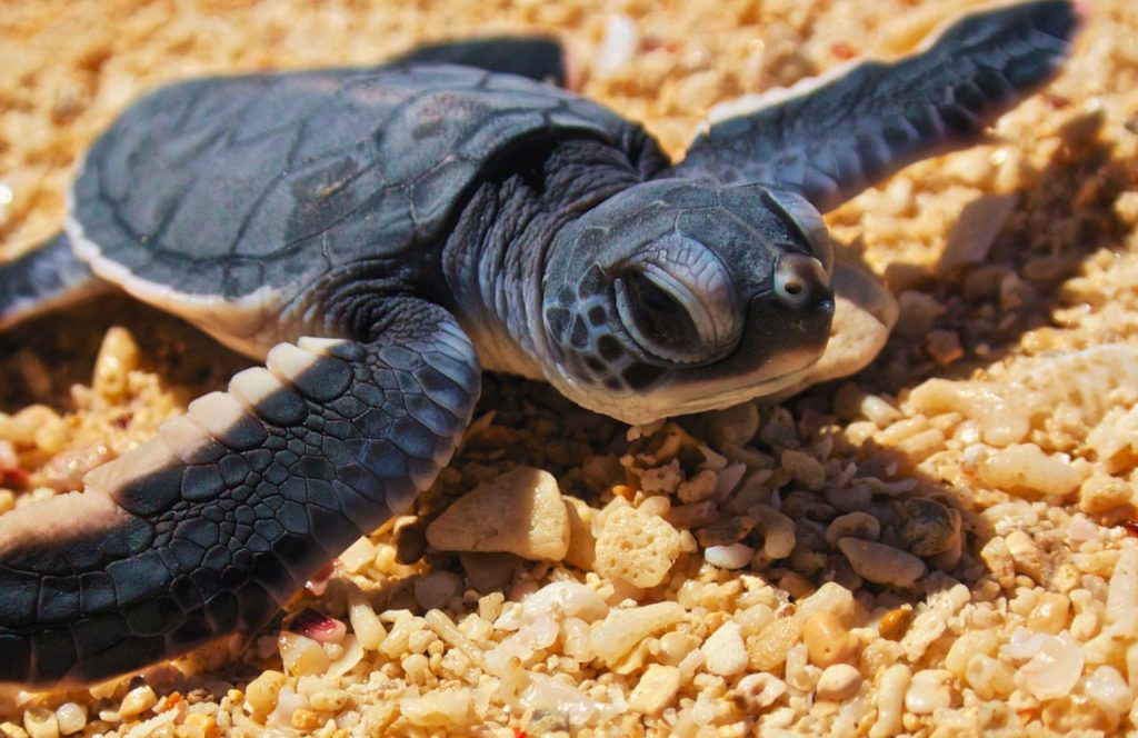 The Forgotten Coast Sea Turtle Center with a little hatchling sea turtle. Keep reading to learn all you need to know about the best things to do in Cape San Blas. 
