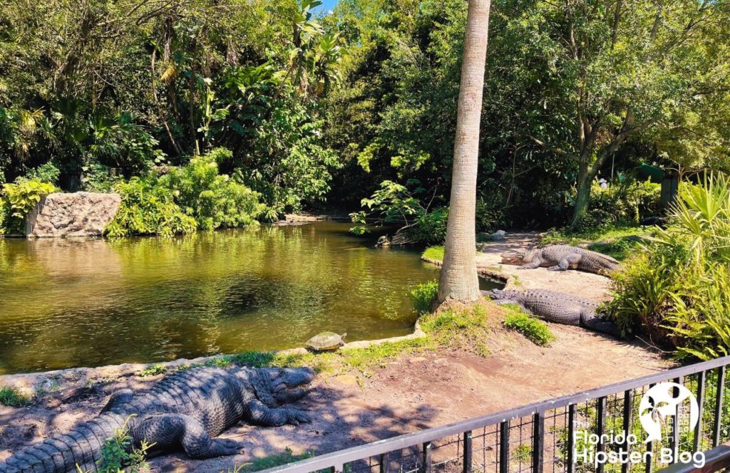 Things to do in Tampa Bay, Florida Busch Gardens alligators