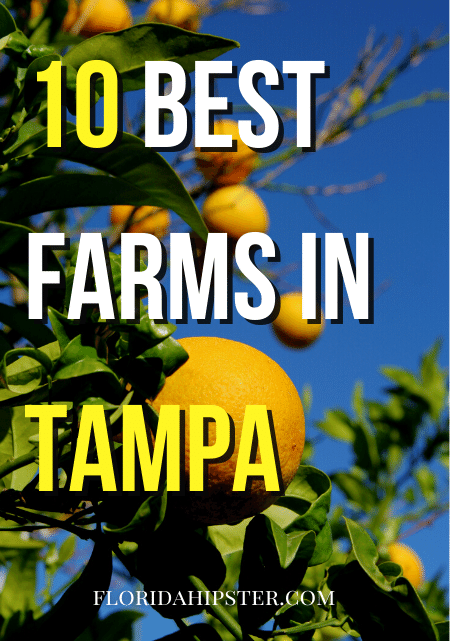 Top 10 BEST Farms in Tampa