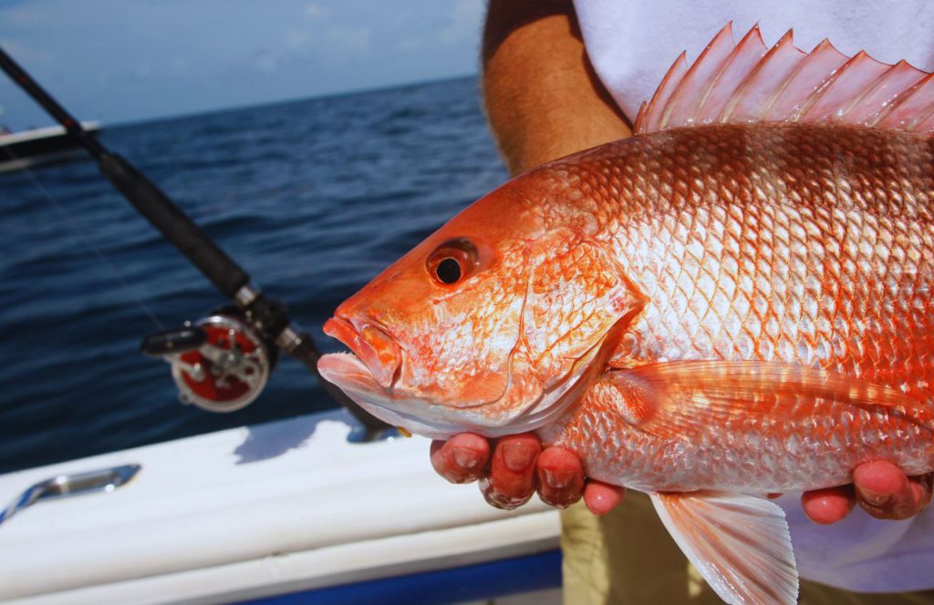 White male holding red snapper on boat in Gulf of Mexico Go Fishing. Keep reading to learn more of what to do in Cape San Blas. 