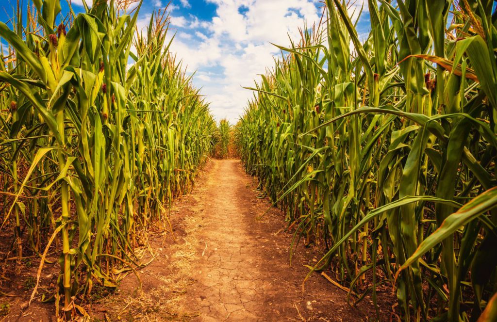 Corn Maze Entrance at Long and Scott Farms. Keep reading to get the best things to do in Florida for Halloween and Fall!