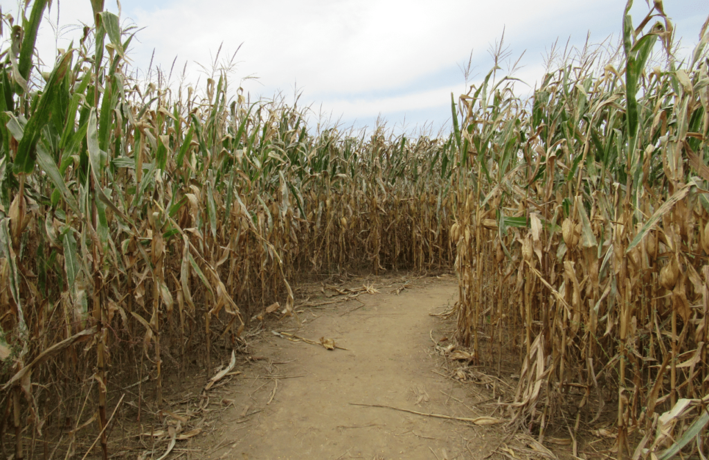 Corn maze entrance in Florida